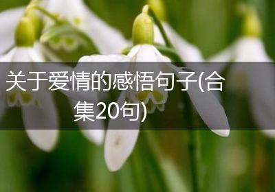 关于爱情的感悟句子(合集20句)