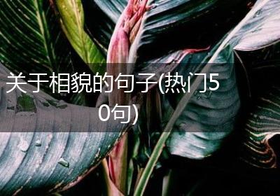 关于相貌的句子(热门50句)