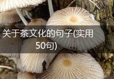 关于茶文化的句子(实用50句)