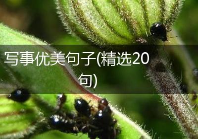 写事优美句子(精选20句)