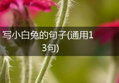 写小白兔的句子(通用13句)