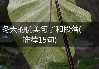 冬天的优美句子和段落(推荐15句)