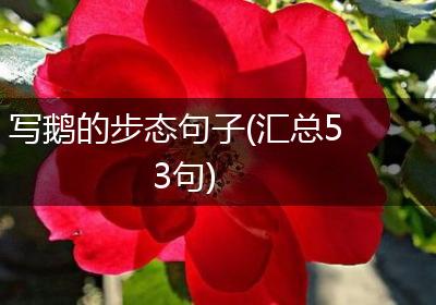 写鹅的步态句子(汇总53句)