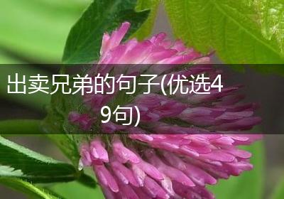 出卖兄弟的句子(优选49句)