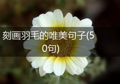 刻画羽毛的唯美句子(50句)