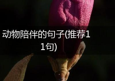 动物陪伴的句子(推荐11句)