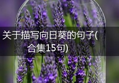 关于描写向日葵的句子(合集15句)
