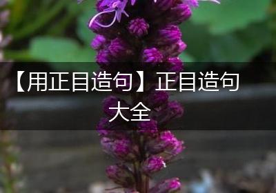 【用正目造句】正目造句大全