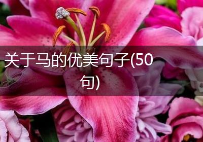 关于马的优美句子(50句)