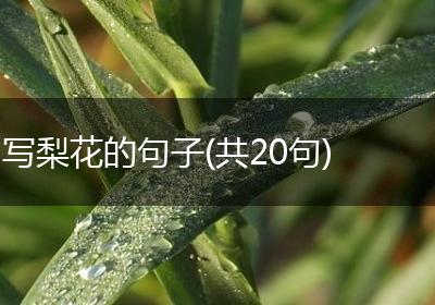 写梨花的句子(共20句)
