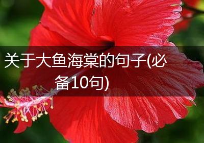 关于大鱼海棠的句子(必备10句)
