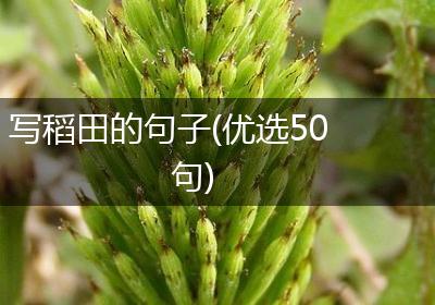 写稻田的句子(优选50句)