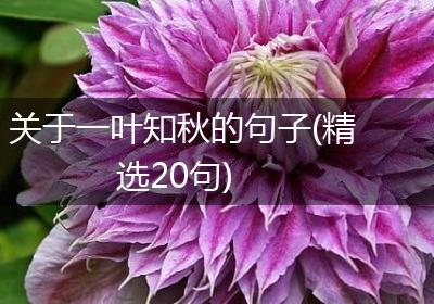 关于一叶知秋的句子(精选20句)