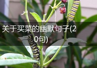关于买菜的幽默句子(20句)