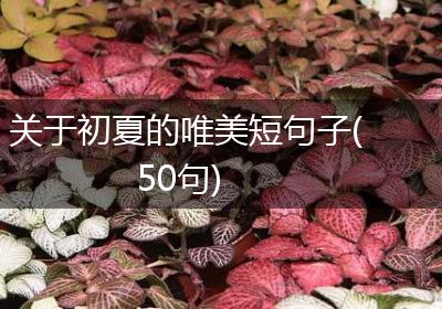 关于初夏的唯美短句子(50句)