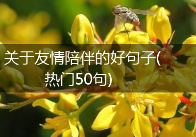 关于友情陪伴的好句子(热门50句)