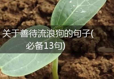 关于善待流浪狗的句子(必备13句)