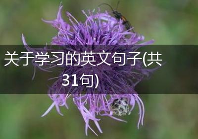 关于学习的英文句子(共31句)
