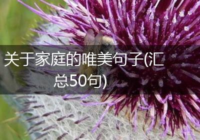 关于家庭的唯美句子(汇总50句)