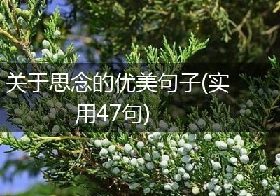 关于思念的优美句子(实用47句)