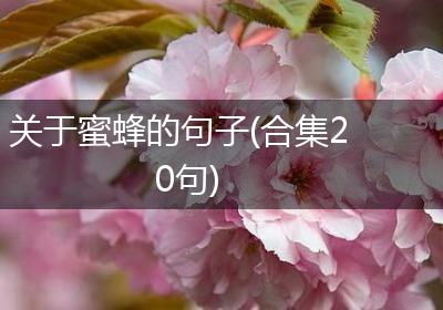 关于蜜蜂的句子(合集20句)