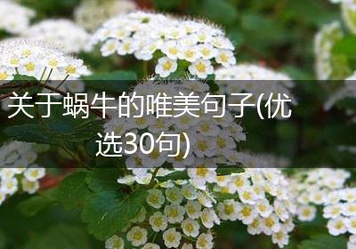 关于蜗牛的唯美句子(优选30句)