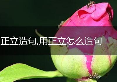 正立造句,用正立怎么造句