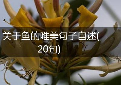 关于鱼的唯美句子自述(20句)