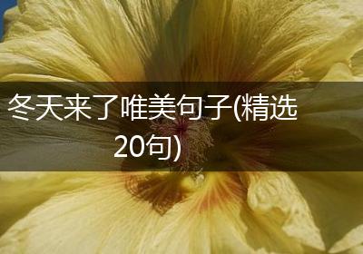 冬天来了唯美句子(精选20句)