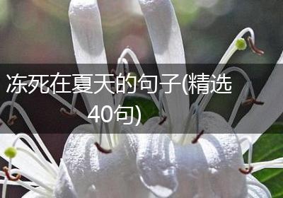 冻死在夏天的句子(精选40句)