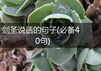 剑圣说话的句子(必备40句)