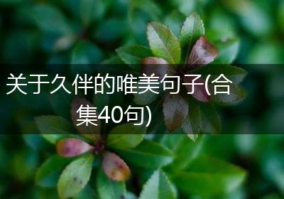 关于久伴的唯美句子(合集40句)