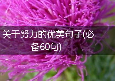 关于努力的优美句子(必备60句)