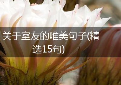 关于室友的唯美句子(精选15句)