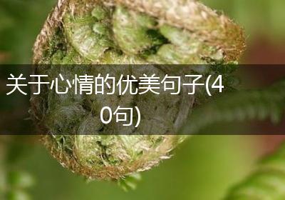 关于心情的优美句子(40句)