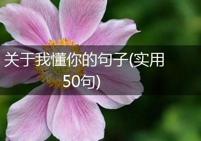 关于我懂你的句子(实用50句)