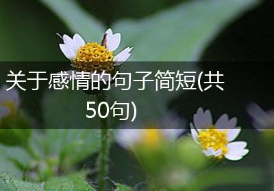 关于感情的句子简短(共50句)