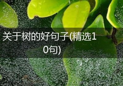 关于树的好句子(精选10句)
