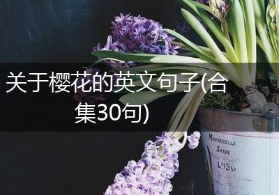 关于樱花的英文句子(合集30句)