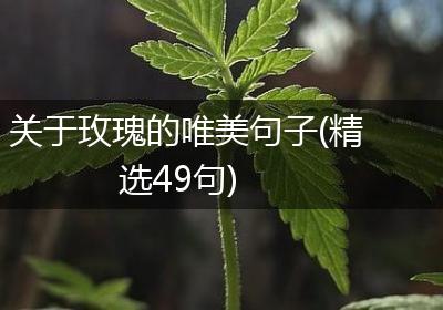 关于玫瑰的唯美句子(精选49句)