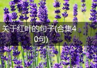 关于红叶的句子(合集40句)