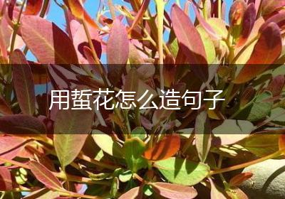 用蜇花怎么造句子