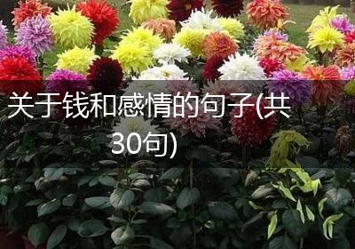 关于钱和感情的句子(共30句)