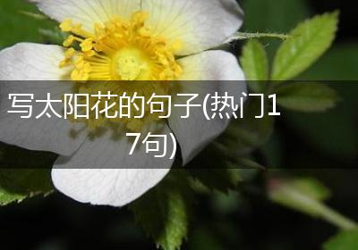 写太阳花的句子(热门17句)