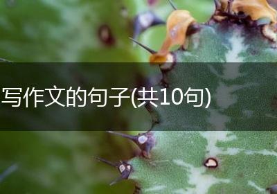 写作文的句子(共10句)