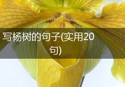 写杨树的句子(实用20句)