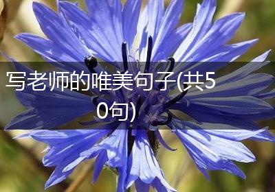 写老师的唯美句子(共50句)