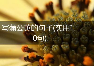 写蒲公英的句子(实用10句)
