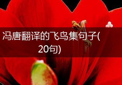 冯唐翻译的飞鸟集句子(20句)