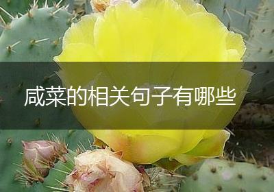 咸菜的相关句子有哪些